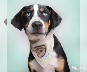 Labrador Retriever-Retriever Mix Dogs for adoption in Washington, DC, USA
