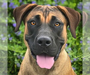 Presa Canario Dogs for adoption in Albuquerque, NM, USA