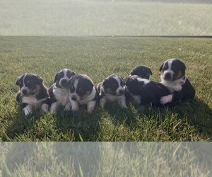 Border Collie-English Shepherd Mix Litter for sale in RANDOLPH, WI, USA