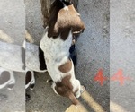 Small Photo #6 German Shorthaired Pointer Puppy For Sale in PINCONNING, MI, USA