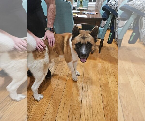 Medium Photo #1 Akita Puppy For Sale in Brooklyn, NY, USA