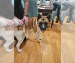 Small Akita