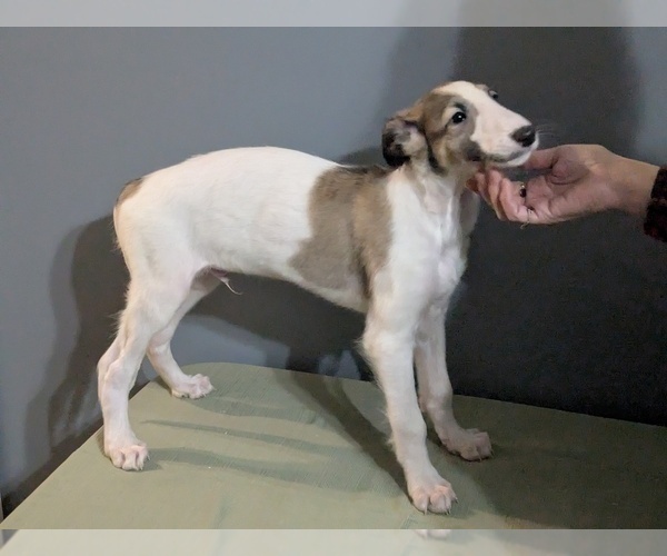Medium Photo #4 Borzoi Puppy For Sale in FULTON, NY, USA