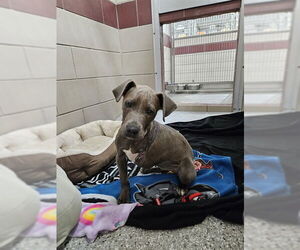 Labrador Retriever-Unknown Mix Dogs for adoption in Murfreesboro, TN, USA