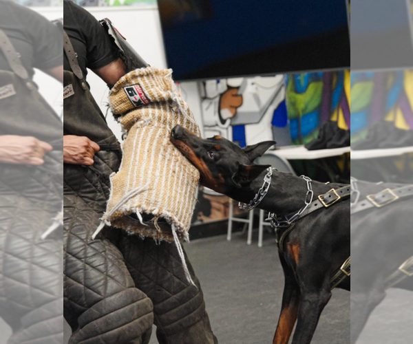 Medium Photo #14 Doberman Pinscher Puppy For Sale in FORT LAUDERDALE, FL, USA