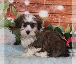 Havanese Puppy for sale in PENNS CREEK, PA, USA