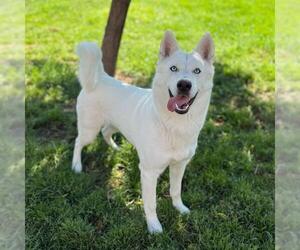 Siberian Husky Dogs for adoption in Modesto, CA, USA