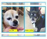 Small #1 Chihuahua Mix