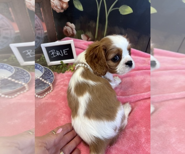 Medium Photo #4 Cavalier King Charles Spaniel Puppy For Sale in ABILENE, TX, USA