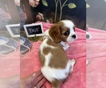 Small #3 Cavalier King Charles Spaniel