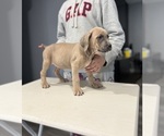 Small Photo #4 Cane Corso Puppy For Sale in PORTLAND, OR, USA