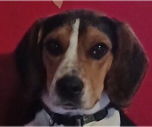 Beagle Dogs for adoption in Milner, GA, USA