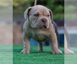 Small Photo #18 American Bully Puppy For Sale in SANTA CRUZ, CA, USA