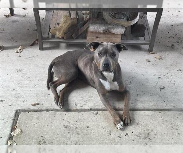 Medium Photo #1 American Staffordshire Terrier-Unknown Mix Puppy For Sale in San Antonio, TX, USA