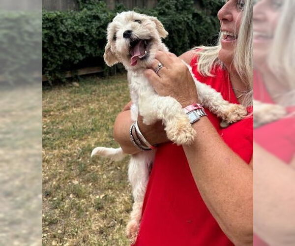 Medium Photo #4 Shih Tzu-Unknown Mix Puppy For Sale in Grafton, WI, USA