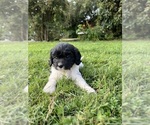 Small #5 Cavapoo