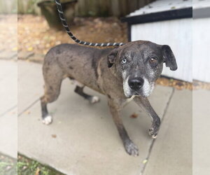 JONES - Male Catahoula Leopard Dog Dog for Adoption - Photo #4