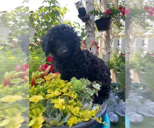 Medium Photo #3 Poodle (Miniature) Puppy For Sale in DENVER, CO, USA