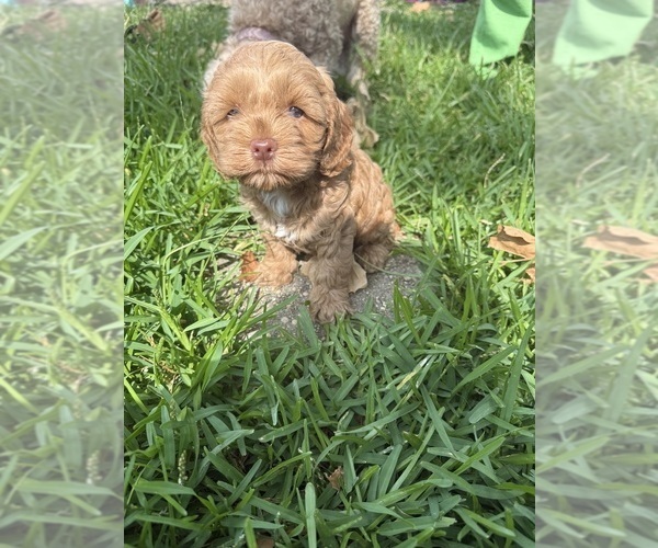 Medium Photo #1 Cock-A-Poo Puppy For Sale in KENNER, LA, USA