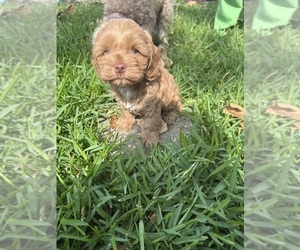 Cock-A-Poo Puppy for Sale in KENNER, Louisiana USA