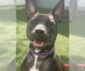 Raven - Female Mutt Dog for Adoption - Photo #28