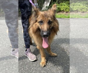 German Shepherd Dog Dogs for adoption in Jackson , NJ, USA