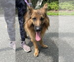 Small German Shepherd Dog