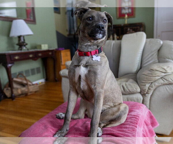 Medium Photo #15 Aussiedor Puppy For Sale in Oak Bluffs, MA, USA