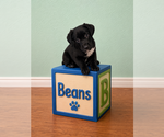 Small Photo #10 Australian Shepherd-Unknown Mix Puppy For Sale in Euless, TX, USA