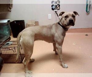 American Pit Bull Terrier-Unknown Mix Dogs for adoption in Martinez, CA, USA