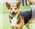 *BRONY - Male German Shepherd Dog-Unknown Mix Dog for Adoption - Small photo