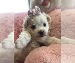 Small #9 Maltese-Poodle (Toy) Mix