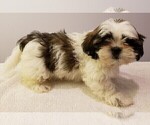 Small Photo #1 Shih Tzu Puppy For Sale in BEVIS, OH, USA