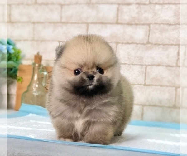 Medium Photo #2 Pomeranian Puppy For Sale in MIAMI, FL, USA