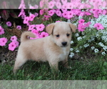 Small Photo #5 Poo-Shi Puppy For Sale in SHILOH, OH, USA
