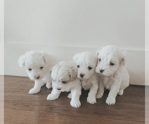 Maltipoo Puppy for sale in LAGUNA NIGUEL, CA, USA