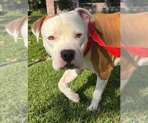 Mutt Dogs for adoption in Woodland, CA, USA
