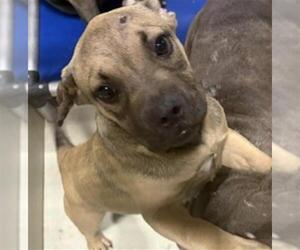 Mastiff Dogs for adoption in Bakersfield, CA, USA