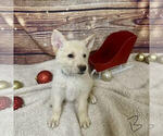 Puppy Pesto German Shepherd Dog