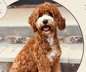 Mother of the Goldendoodle (Miniature) puppies born on 06/15/2025