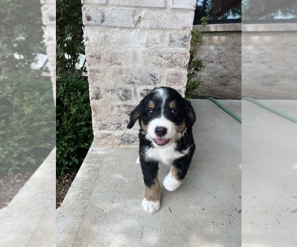 Medium Photo #22 Bernedoodle Puppy For Sale in MARTINSVILLE, IN, USA