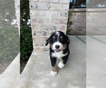 Small Photo #22 Bernedoodle Puppy For Sale in MARTINSVILLE, IN, USA
