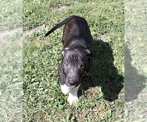 Medium American Pit Bull Terrier-Labrador Retriever Mix