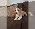 Small Photo #61 Pembroke Welsh Corgi Puppy For Sale in SHILOH, OH, USA