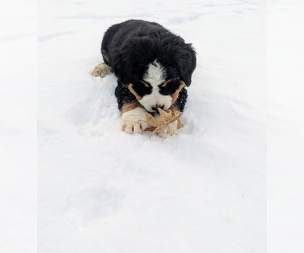 Medium Photo #13 Bernese Mountain Dog Puppy For Sale in BONNERS FERRY, ID, USA