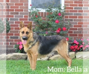 Mother of the German Shepherd Dog puppies born on 05/19/2023