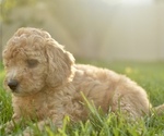 Small Photo #16 Goldendoodle-Poodle (Miniature) Mix Puppy For Sale in SARATOGA SPRINGS, UT, USA