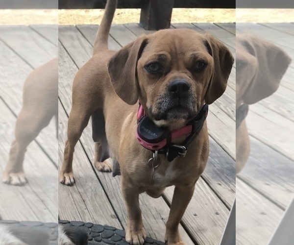 Medium Photo #1 Puggle Puppy For Sale in ELKTON, VA, USA