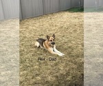 Small Photo #10 German Shepherd Dog Puppy For Sale in JOLIET, IL, USA