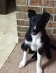 Small Photo #1 Border Collie Puppy For Sale in BUFORD, GA, USA